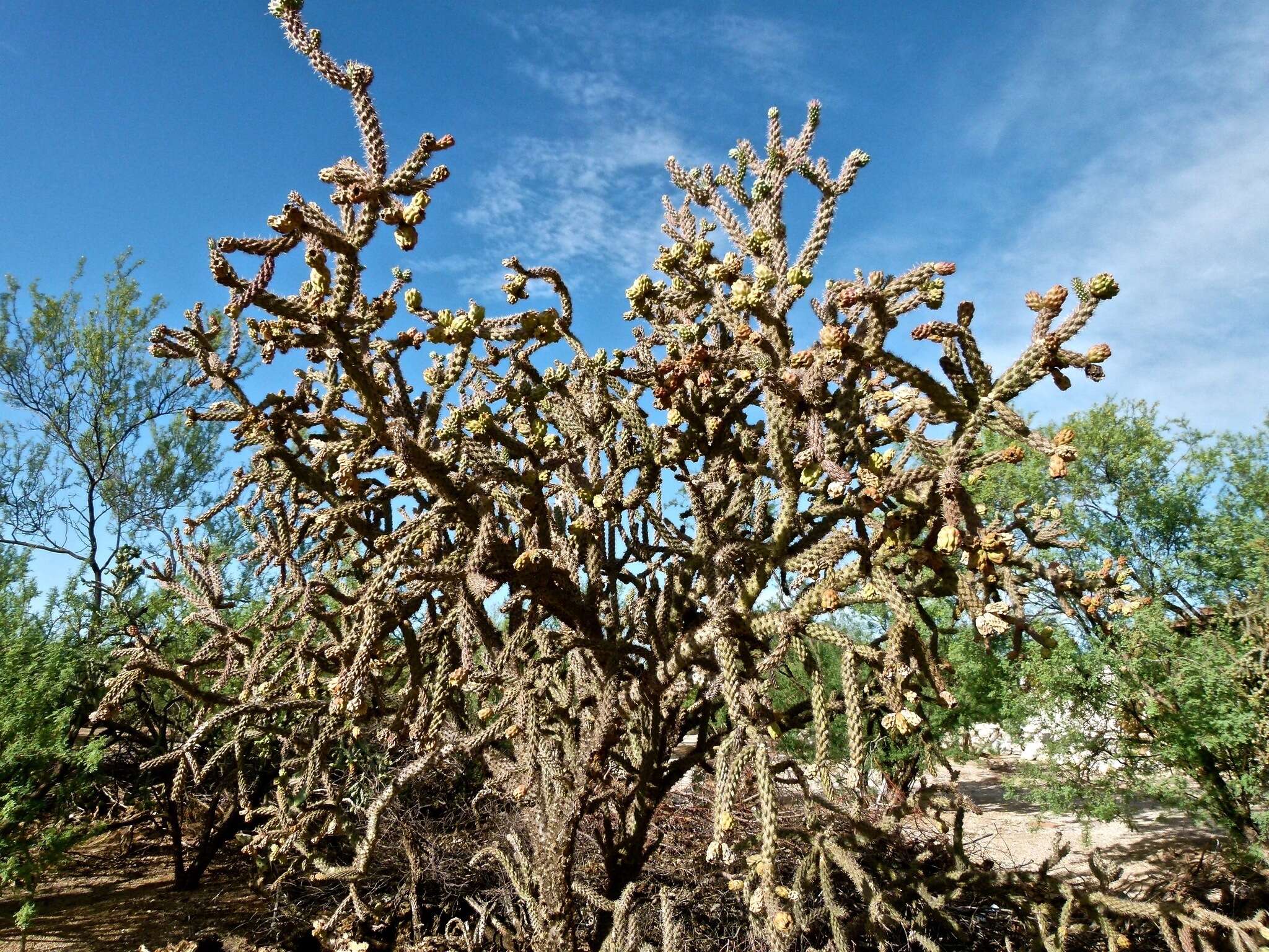 Image of Kelvin pricklypear