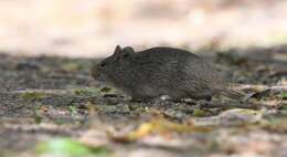 Image de Sigmodon ochrognathus Bailey 1902