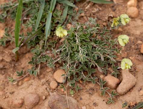 Image of Lotononis prostrata (L.) Benth.