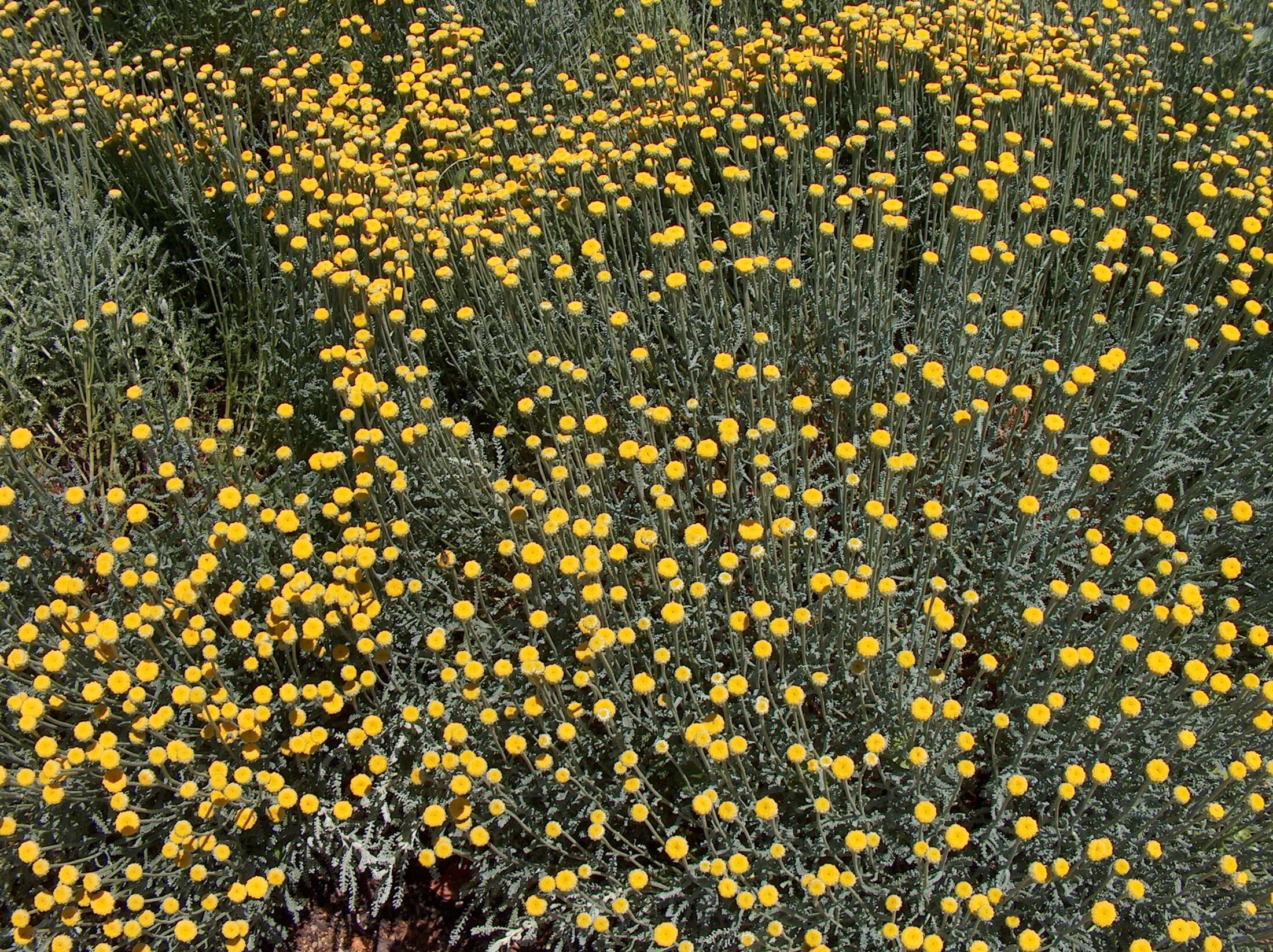 Image of lavender cotton