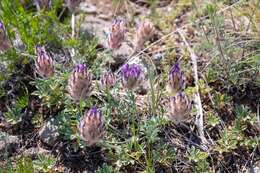 صورة Astragalus laguroides Pall.