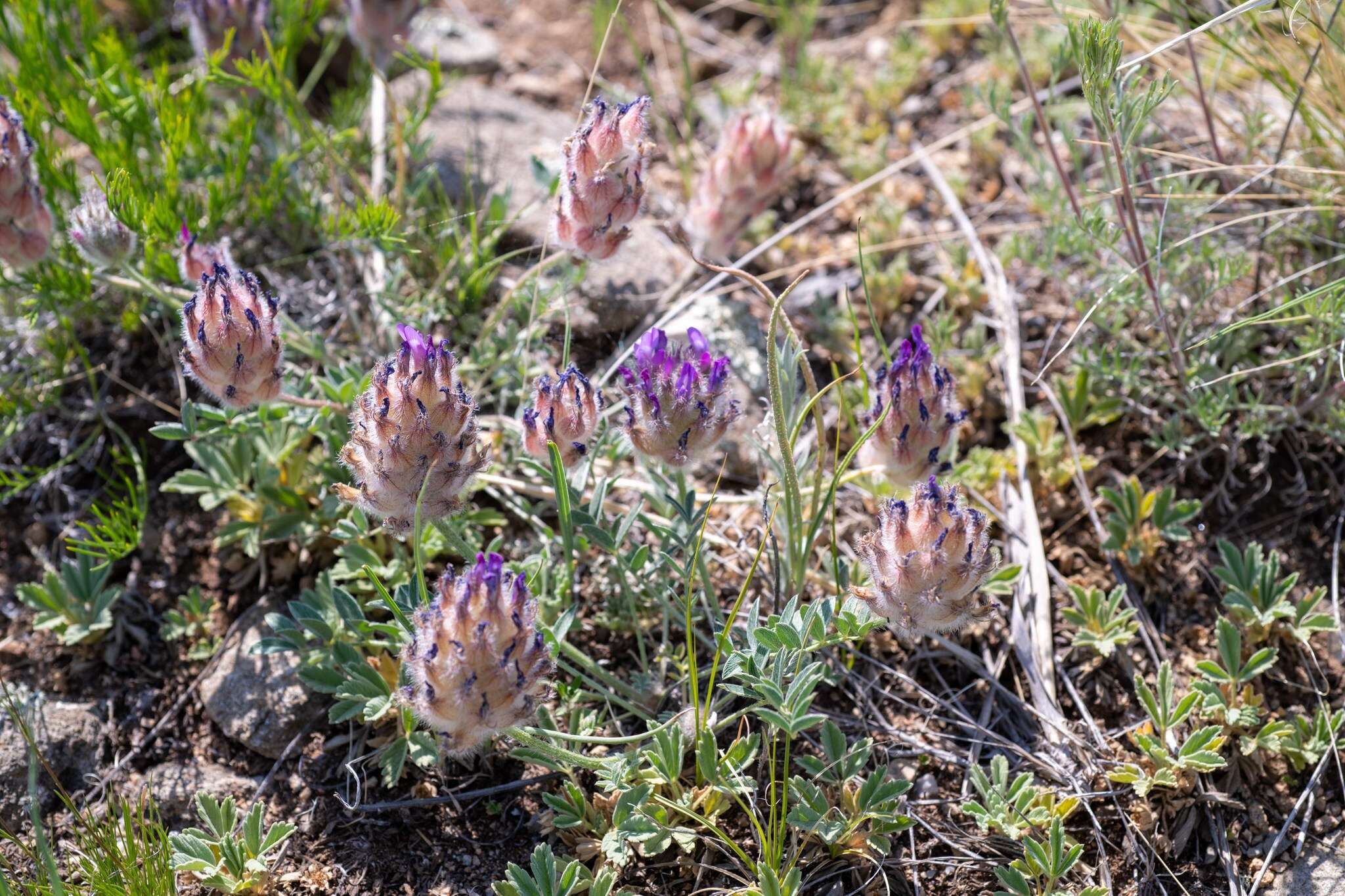 Plancia ëd Astragalus laguroides Pall.