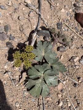 Image of sweetroot springparsley