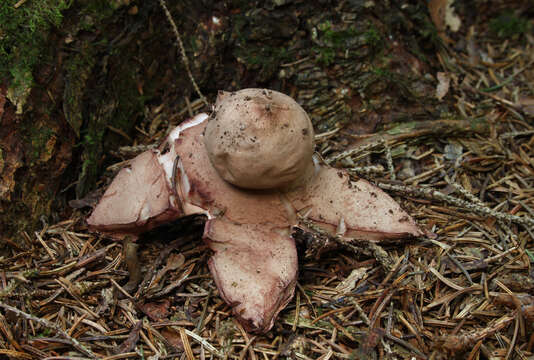 Image of Red-brown Earthstar