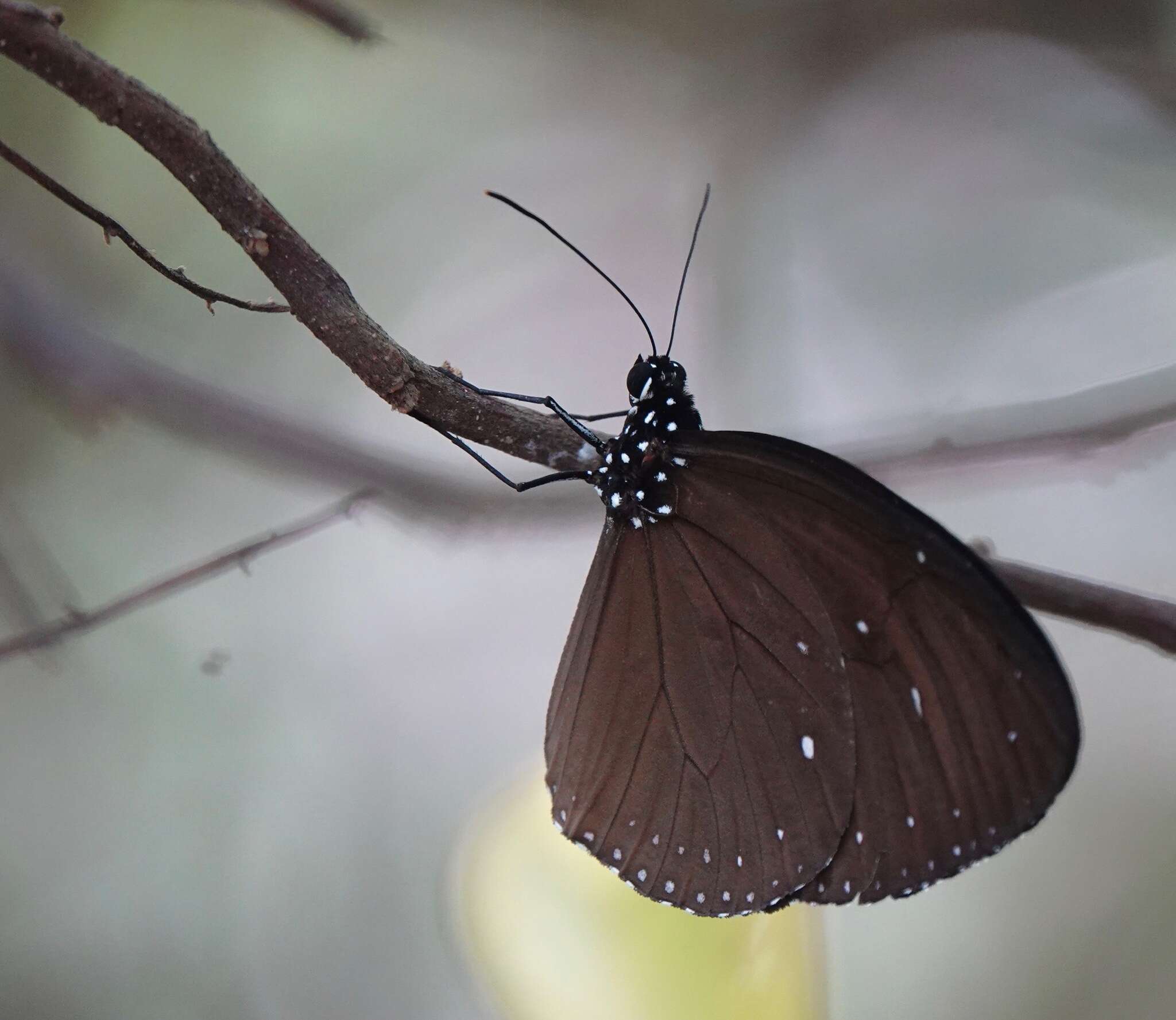 Image of Euploea tulliolus ledereri Felder 1860