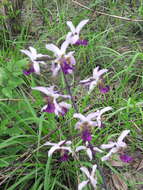 Image of Eulophia cristata (Afzel. ex Sw.) Steud.