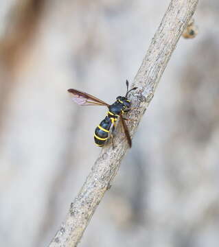 Image of Ceriana conopsoides (Linnaeus 1758)