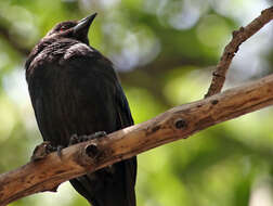 Image of Cowbird