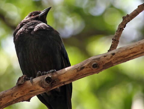 Image of Cowbird