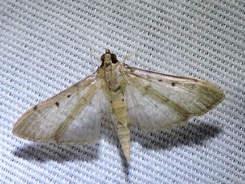 Image of Two-spotted Herpetogramma