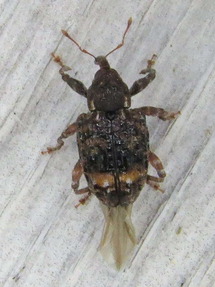 Image of Plum Curculio