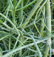 Image of Indiantree spurge