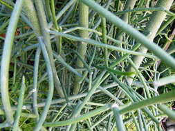 Image of Indiantree spurge