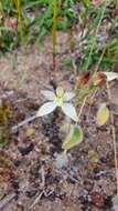 Image of Caladenia marginata Lindl.