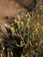 Слика од Brickellia microphylla (Nutt.) A. Gray