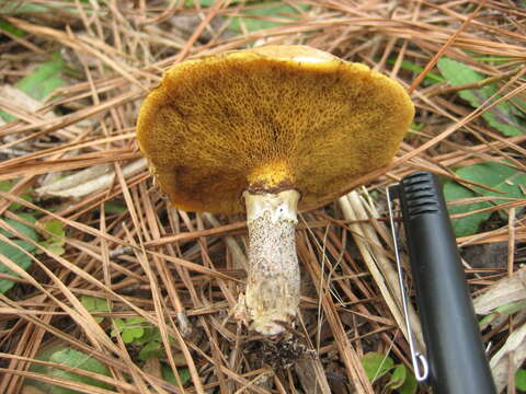 Image of Suillus cothurnatus Singer 1945