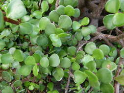 Image of portulacaria