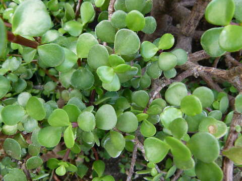 Image of portulacaria