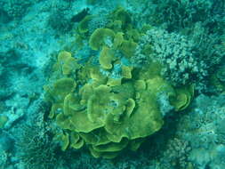 Image of Yellow scroll coral