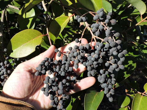 Image of glossy privet