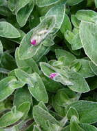 Image of Tradescantia sillamontana Matuda