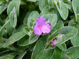 Image of Tradescantia sillamontana Matuda