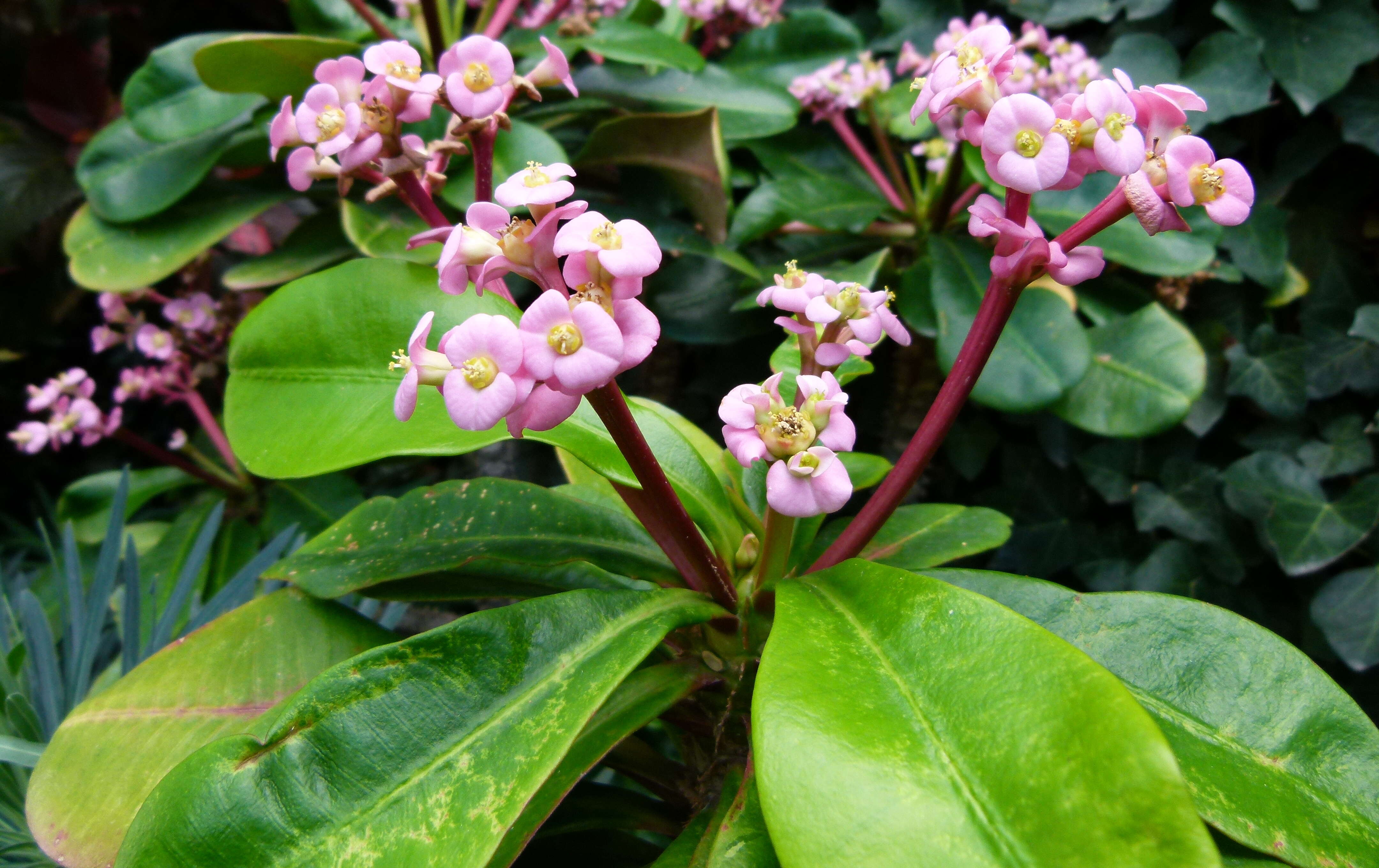 Imagem de Euphorbia lophogona Lam.