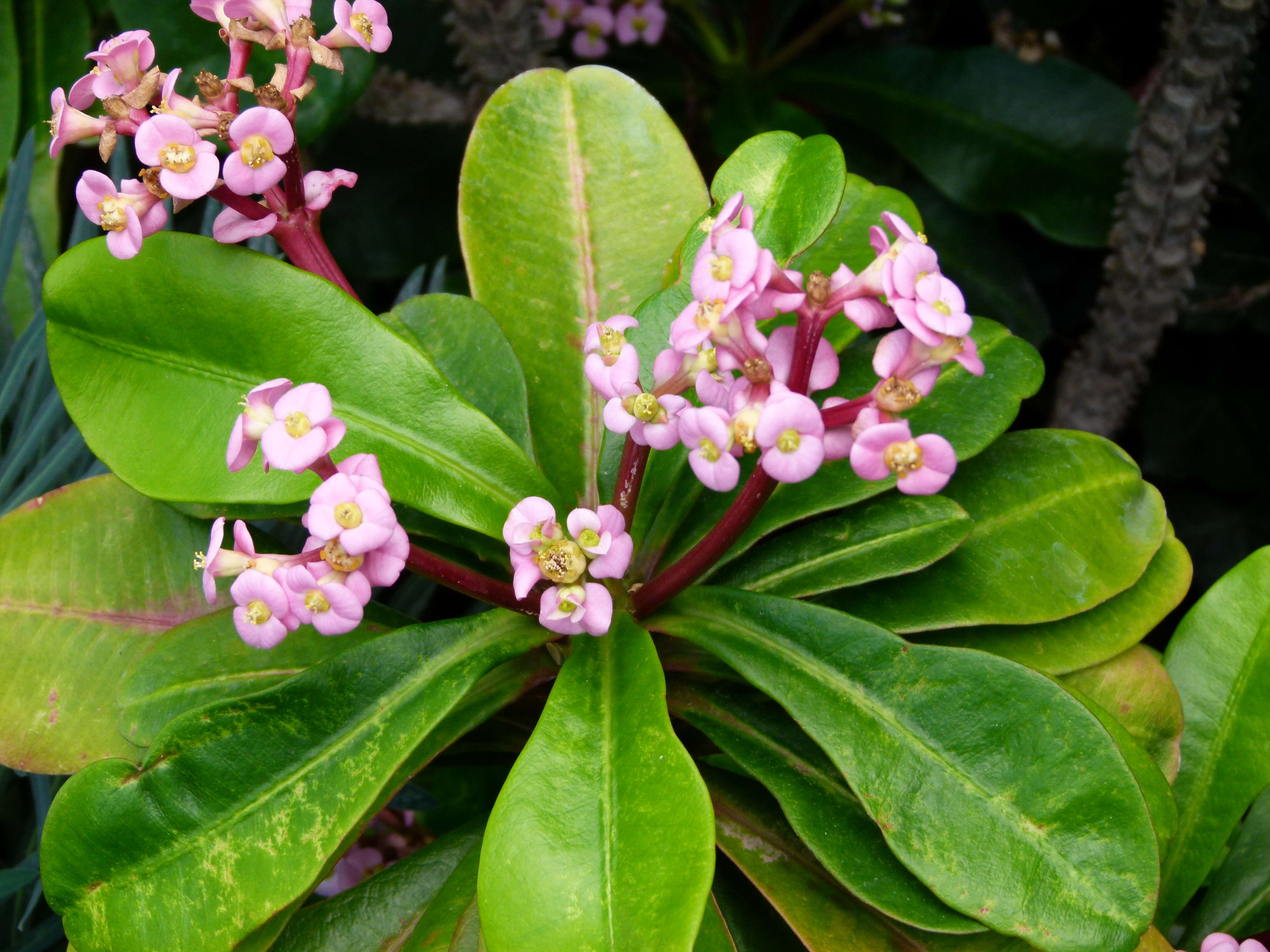 Image of Euphorbia lophogona Lam.