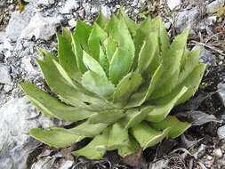 Image of Chamula agave