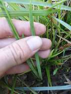 Image of coastal false asphodel