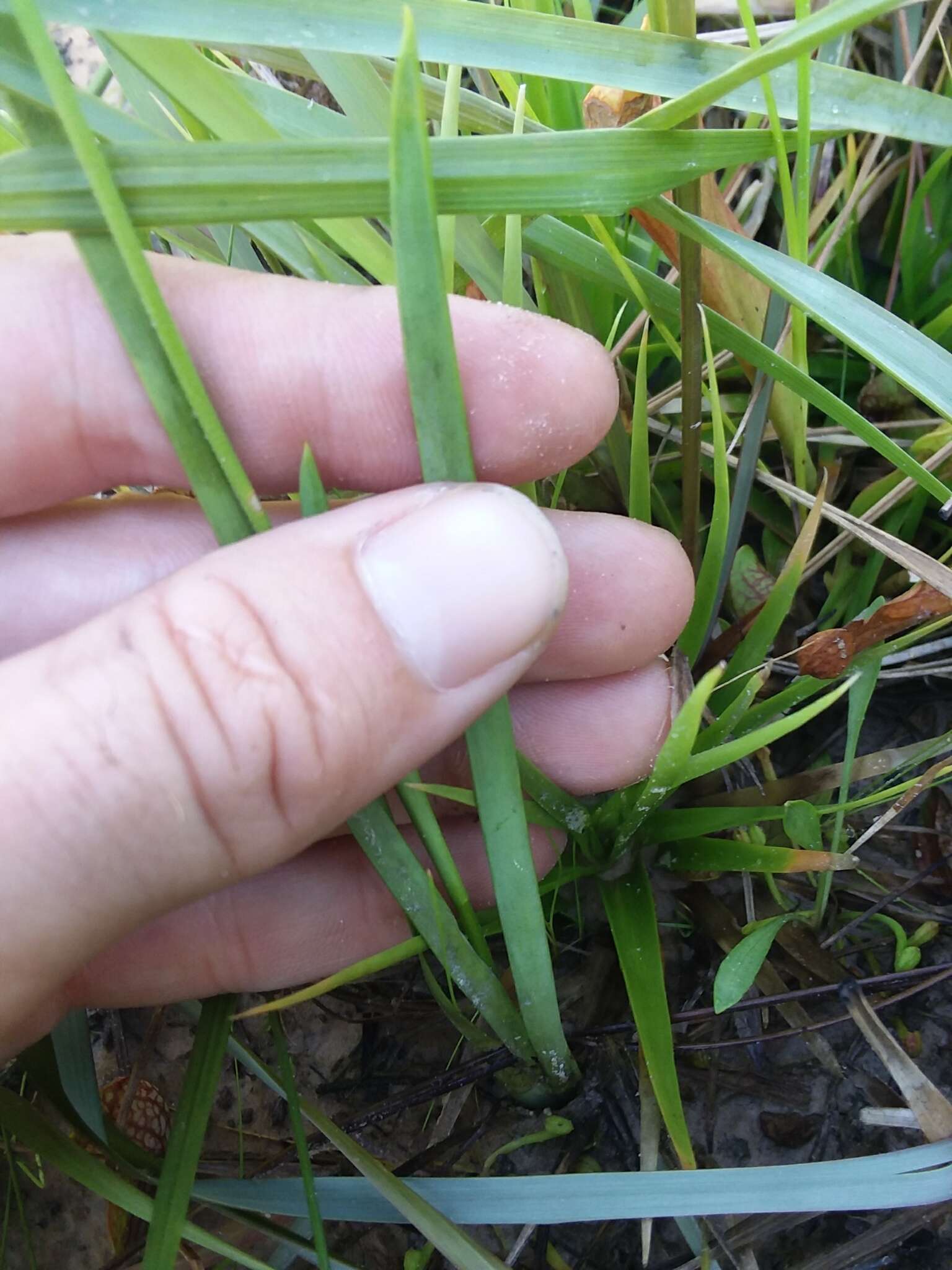 Image of coastal false asphodel