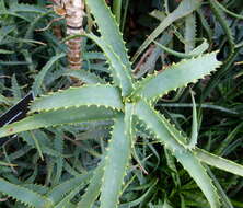 Image of candelabra aloe