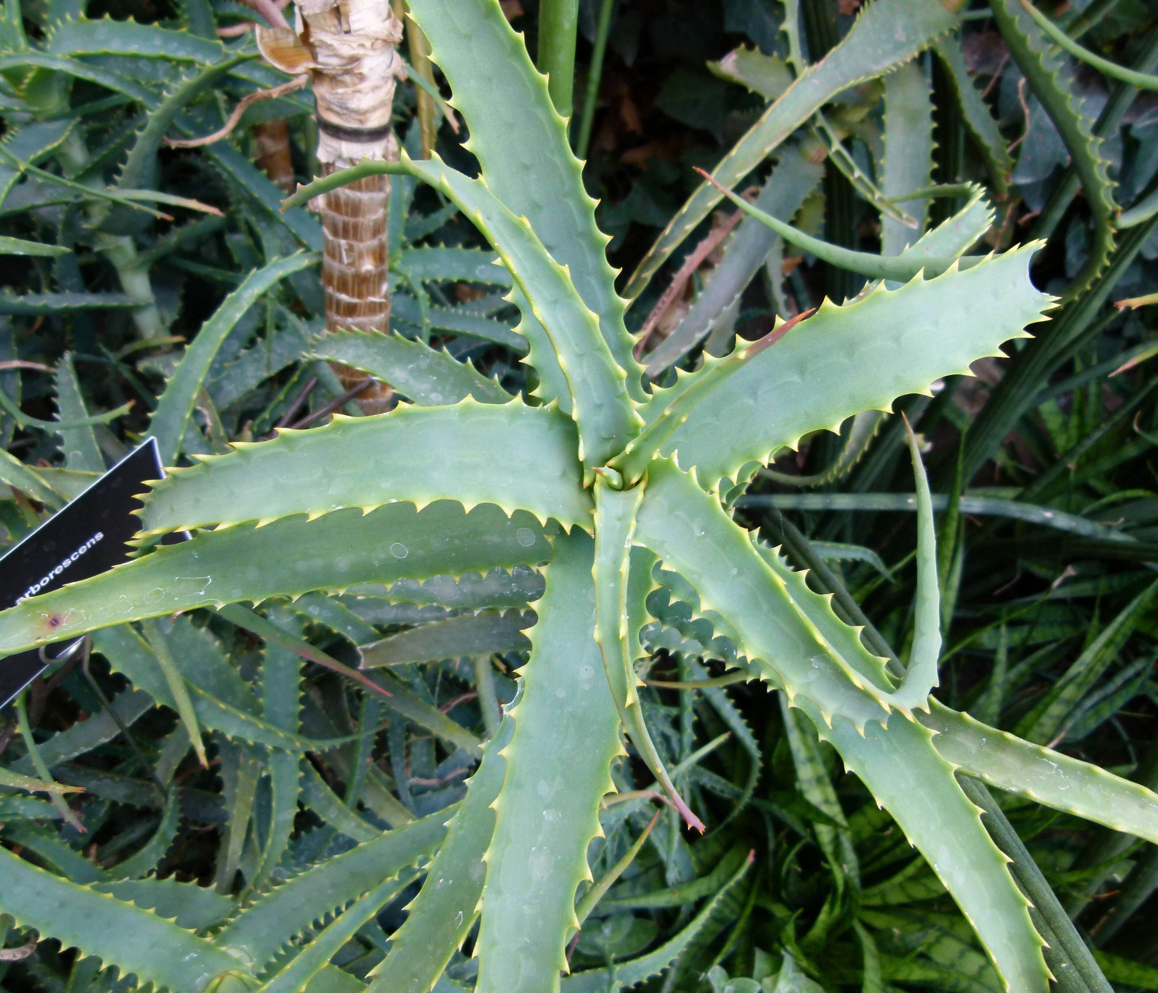 Image of candelabra aloe