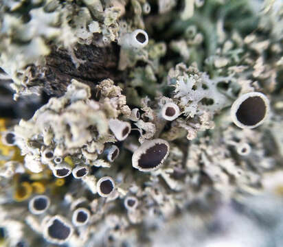 Image of rosette lichen