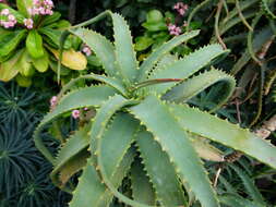 Image of candelabra aloe