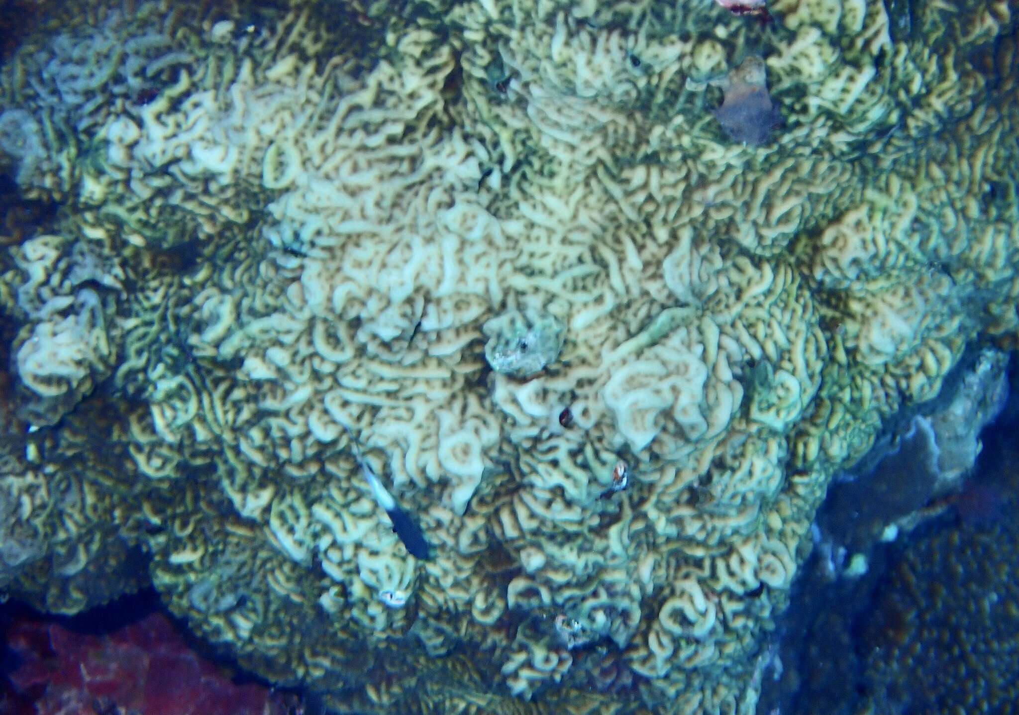 Image of lettuce coral