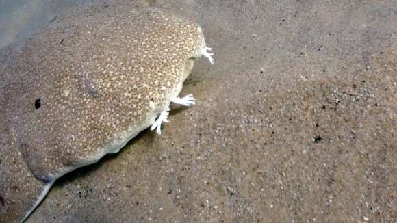 Image of Australian Angel Shark