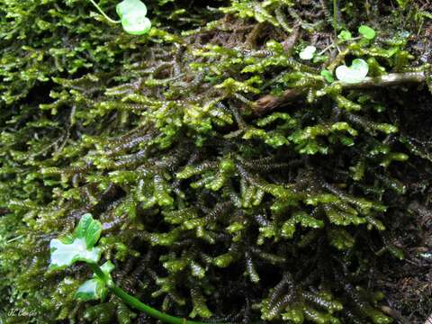 Image of Serbian liverwort