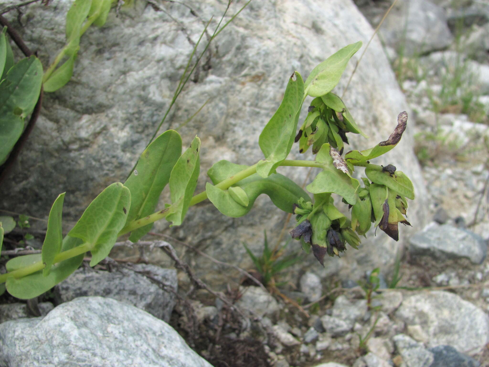 Image of Cerinthe glabra subsp. caucasica E. Hadac ex A. I. Galushko