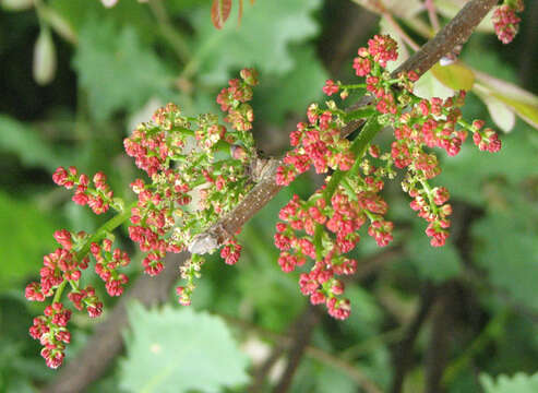 Image of Cyprus turpentine