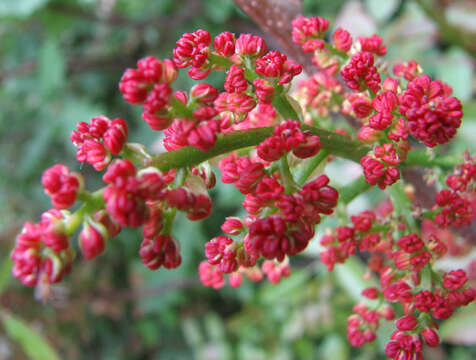 Image of Cyprus turpentine