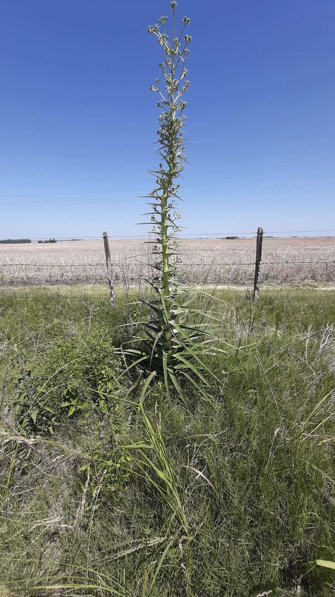 Image of Eryngium horridum Malme