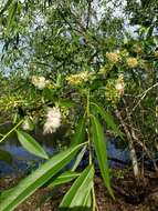 Imagem de Salix caroliniana Michx.