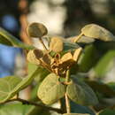 Image of Erythrina suberosa Roxb.