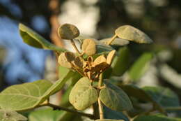 Image of Erythrina suberosa Roxb.