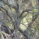 Image of Melaleuca trichostachya Lindl.