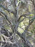 Image de Melaleuca trichostachya Lindl.