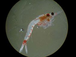 Image of Bloody red shrimp