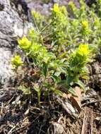 Image of Sideritis montana subsp. montana