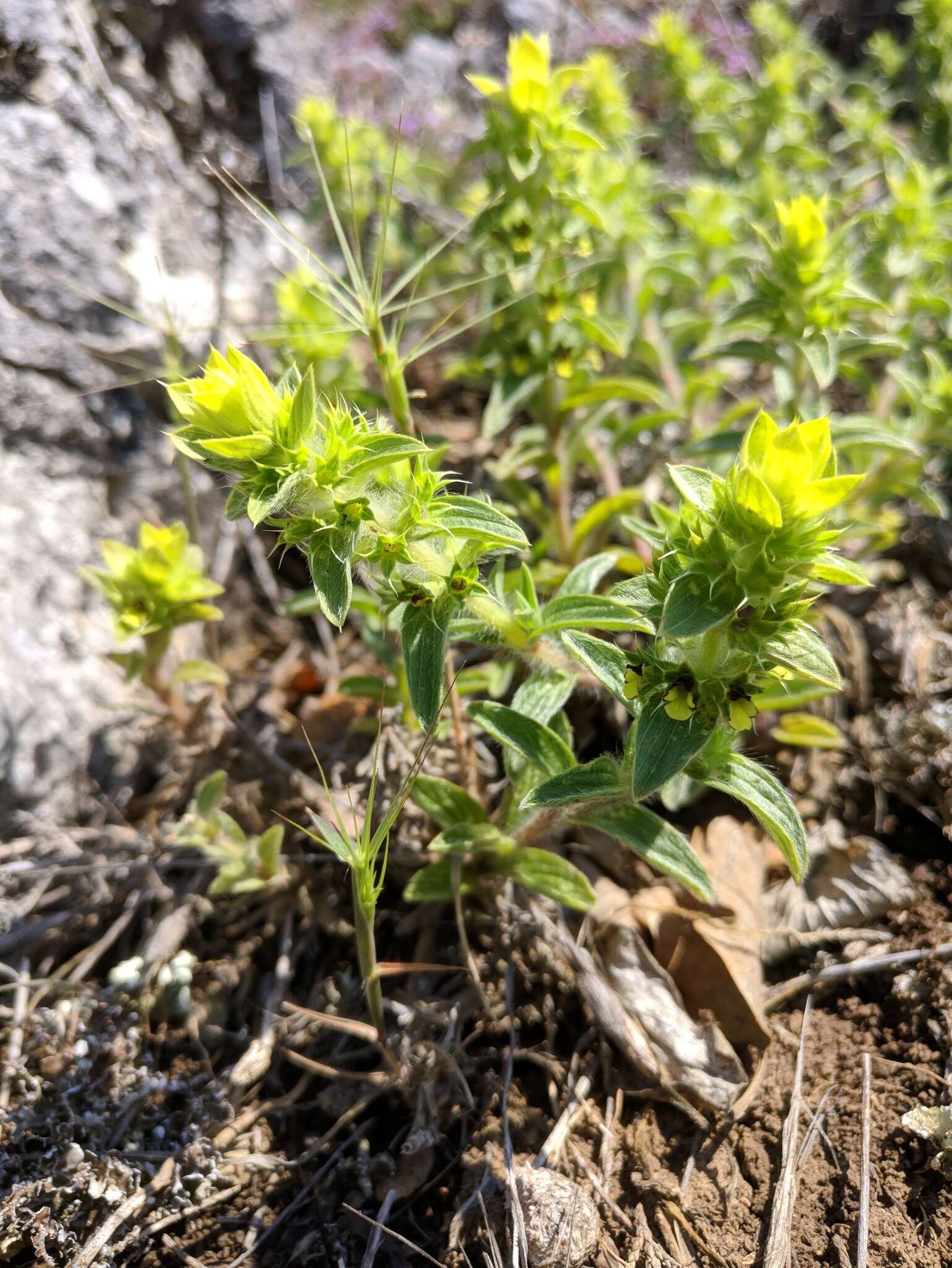 Image of Sideritis montana subsp. montana